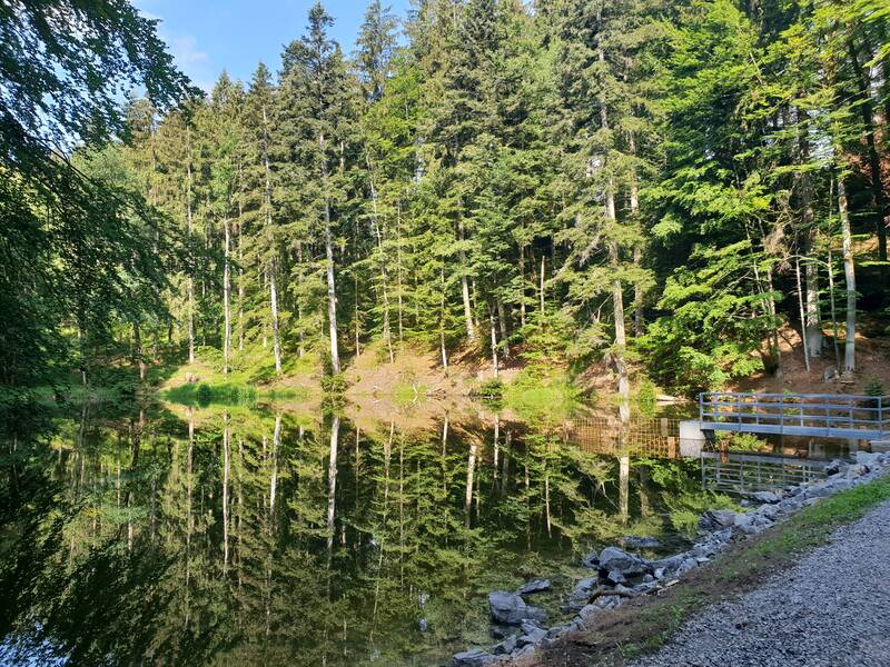 Ein dichter Wald mit hohen Bäumen spiegelt sich in einem ruhigen See, daneben verläuft ein Kiesweg mit einer kleinen Brücke.