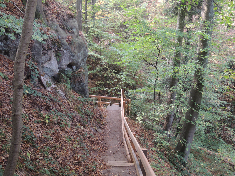 Ein schmaler Waldweg mit Holzgeländer führt eine Treppe hinab durch einen dichten, grünen Wald.